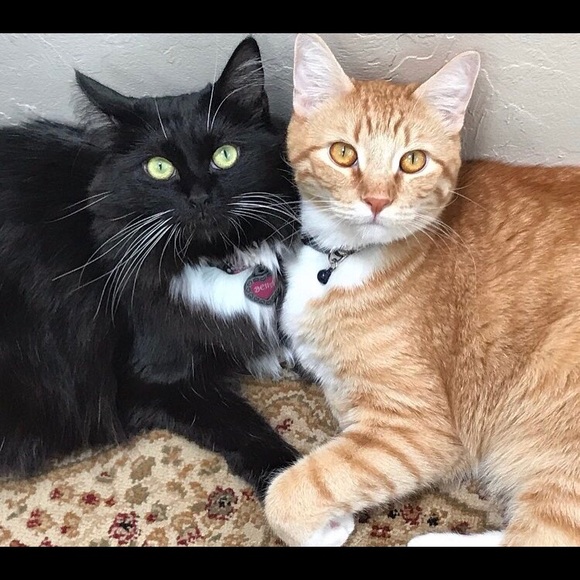 Meet your Posher, Kris - Picture 1 of 1